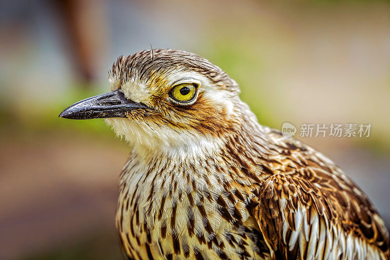 灌木石鸻(Burhinus grallarius)